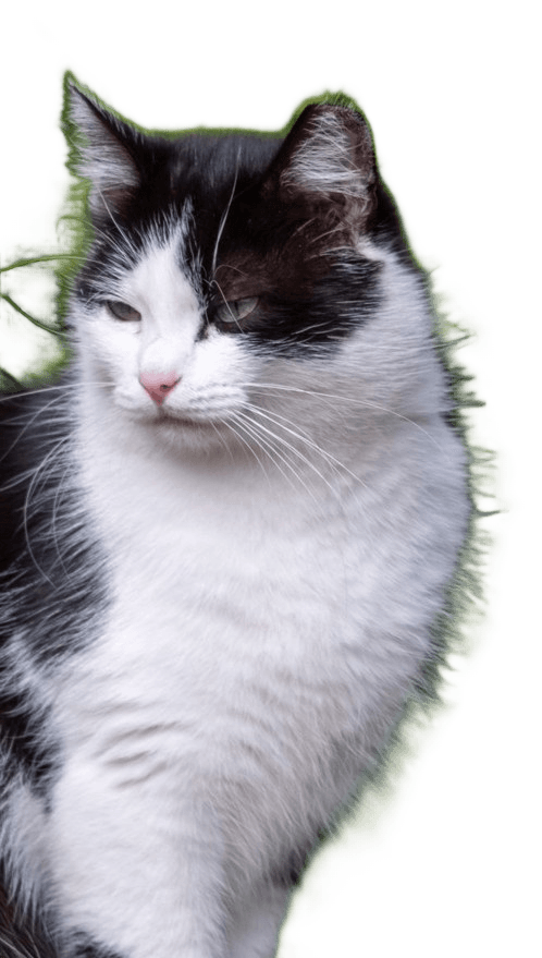 Pazurek